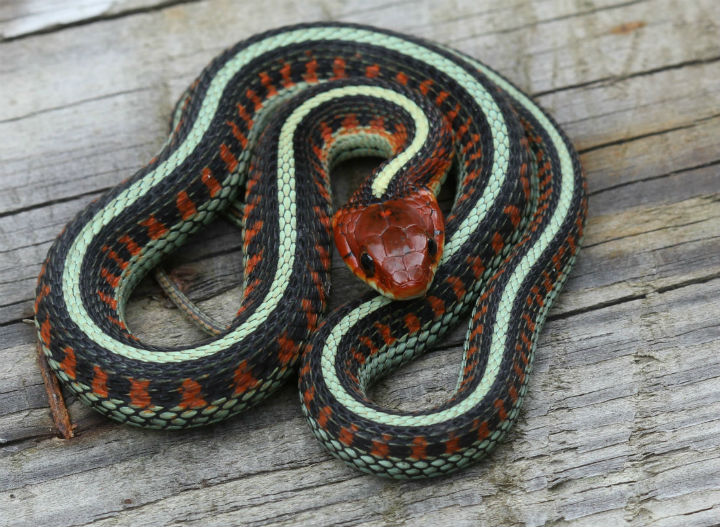 California Red-sided Garter Snake